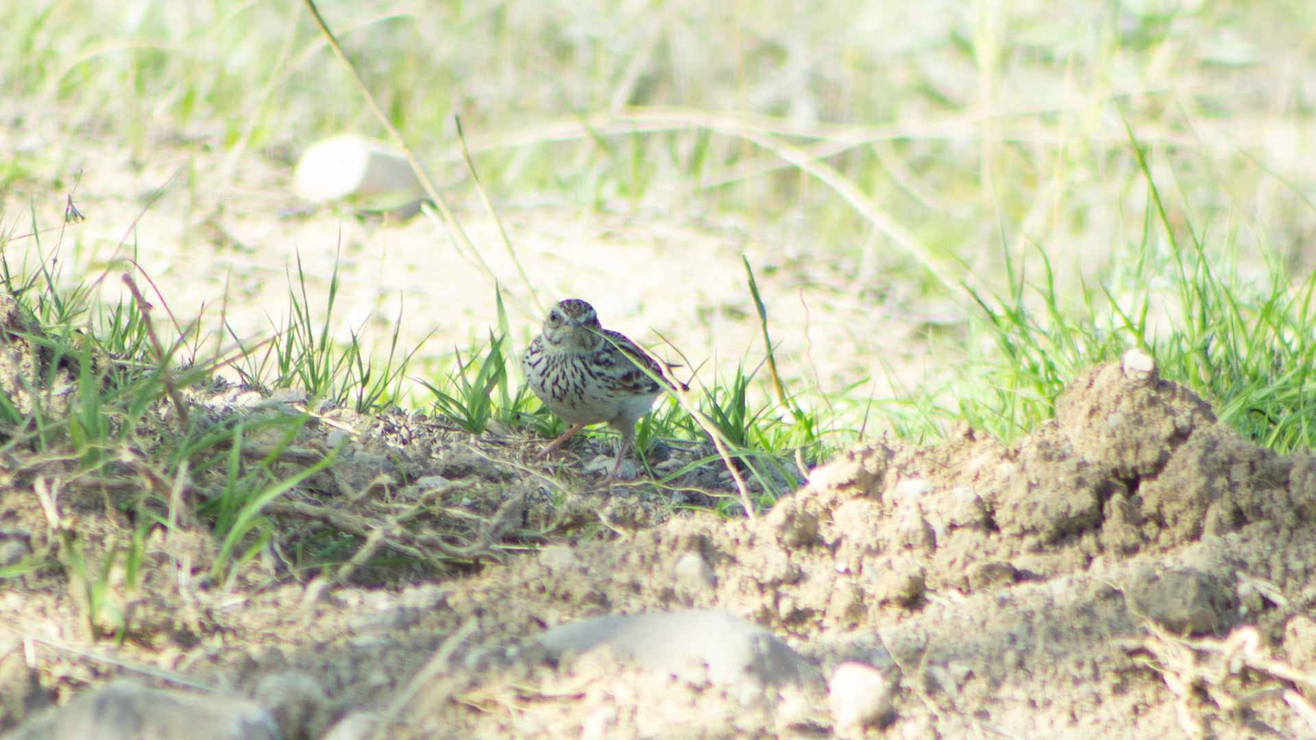 Wood Lark